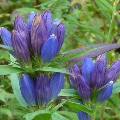 Gentiana andrewsii Seeds - Bottle Gentian - Perennial Flower Seeds for Sale in South Africa