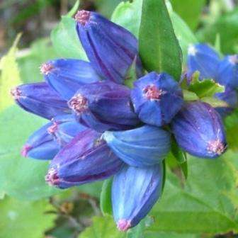100 Gentiana andrewsii Seeds ~ Bottle Gentian Seeds - Bulk Perennial Seeds for Sale in South Africa