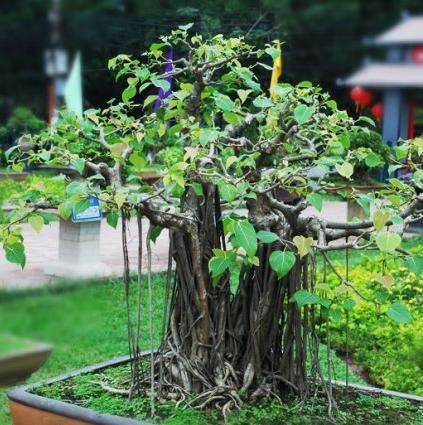 Ficus benghalensis Bonsai Seeds - Banyan Fig Tree, Indian Banyan Tree - Exotic Evergreen