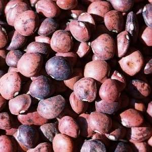 Phaseolus lunatus 'Dixie Speckled Butter Pea' Seeds - Vegetable Seeds