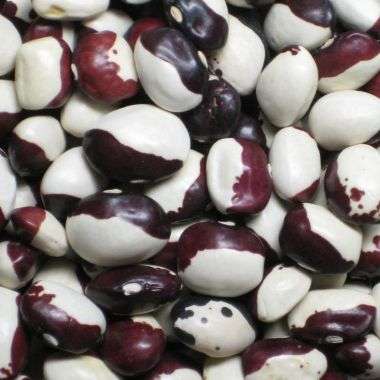 10 Red Calypso Bean Seeds - Phaseolus vulgaris - Vegetable Seeds