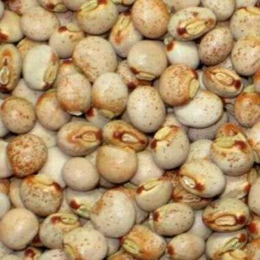 Pigeon Pea Seeds - Cajanus indicus - Red Chick Pea, Angola Pea, Congo Pea - Vegetable Seeds