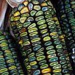 10 Oaxacan Green Maize, Zapotec Green Indian Corn Seeds - Zea mays - Heirloom Vegetable Seeds
