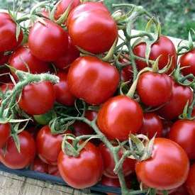 10 Principe Borghese Tomato Seeds - Lycopersicon esculentum Heirloom Seeds - Vegetable Seeds