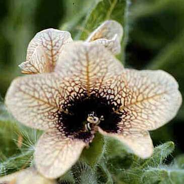 100 Black Henbane Seeds - Hyoscyamus niger Seeds - Annual Biennial Bulk