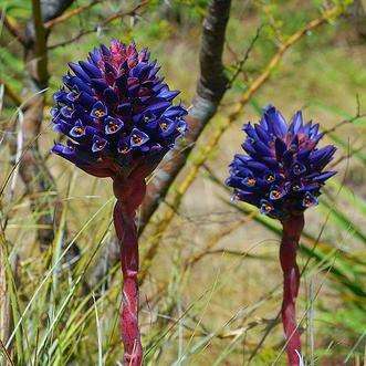 10 Puya coerulea var. violacea Seeds - Dark Purple Puya - Terrestrial Bromeliad - Succulent