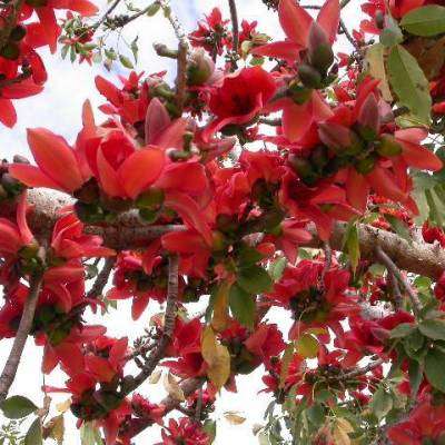 Bombax ceiba Seeds, Red Cotton Tree, Silk Cotton Tree, Indian Kapok - Deciduous Exotic Tree Seeds