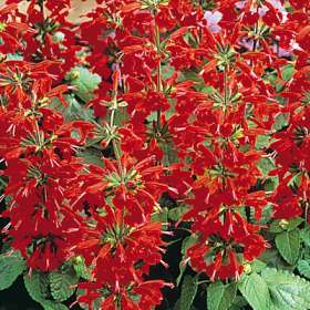 400 Salvia coccinea Seeds - Sow Spring - Scarlet Sage - Bulk Perennial Seeds