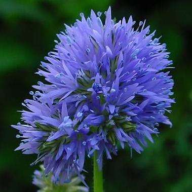 10 Gilia capitata Seeds - Globe Gilia, Blue Thimble Flower - Sow All Year - Annual