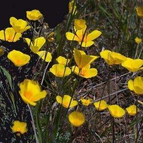 500 Dwarf California Poppy, Tufted Poppy Seeds - Eschscholzia caespitosa - Bulk Annual Seeds