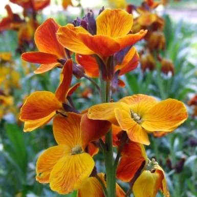 500 English Wallflower Seeds - Cheiranthus cheiri Seeds - Bulk Perennial Seeds