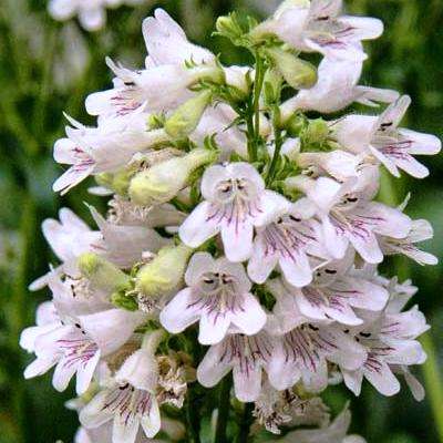 10 Penstemon digitalis Seeds ~ Foxglove Beardtongue - Perennial Flower - Combined Shipping