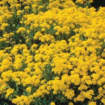 1000 Alyssum saxatile Seeds - Basket of Gold, Gold Dust Alyssum - Bulk Perennial Seeds