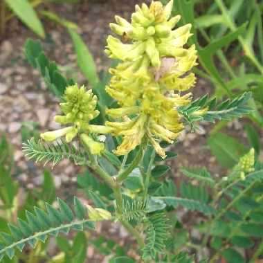 200 Canadian Milk Vetch, Rattle Vetch, Little Rattle - Astragalus canadensis Seeds - Bulk Perennial