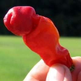 Red Peter Chilli Willy Pepper Seeds - Capsicum annuum - Chili Chile - Heirloom Vegetable Seeds