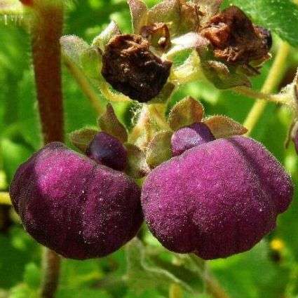 Purple Lady's Purse, Purple Pocketbook - Calceolaria arachnoidea Seeds - Perennial