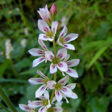 Francoa appendiculata Seeds - Bridal Wreath - Perennial