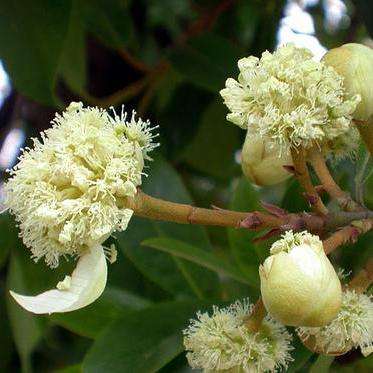 Hydrangea serratifolia Seeds - Hardy Climber Creeper Vine from Chile