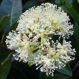 50 Hydrangea serratifolia Seeds - Hardy Climber Vine from Chile + Get FREE Seeds with ALL Orders!