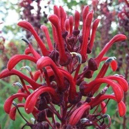 20 Lobelia tupa Seeds ~ Devil's Tobacco, Tabaco del Diablo - Bulk Perennial Ethnobotanical Seeds