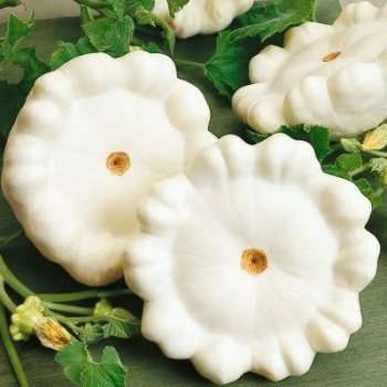 10 Squash Early White Bush Scallop Seeds - Cucurbita pepo - Bulk Vegetable Patty Pan