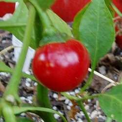 15 Red Sweet Cherry Chilli Pepper Seeds â Capsicum annuum - Bulk Vegetable - Chile - Chili