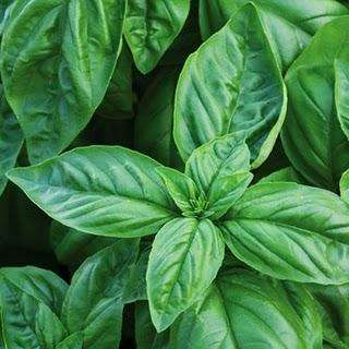 Large Leaf Sweet Basil - Ocimum basilicum Seeds ~ Culinary Herbs