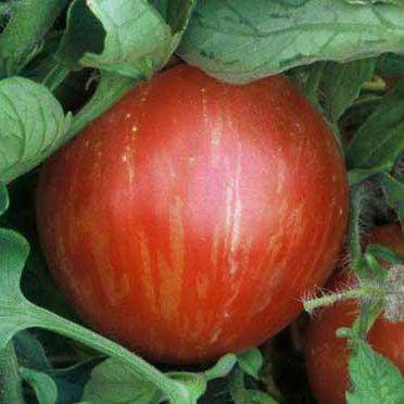 10 Tomato Mr Stripey Seeds - Lycopersicon esculentum Heirloom Seeds - Bulk Vegetable Seeds
