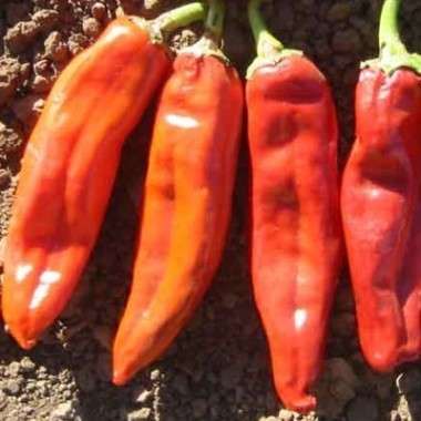 15 Numex Big Jim Chilli Pepper Seeds - Capsicum annuum - Chili Chile - Bulk Vegetable Seeds