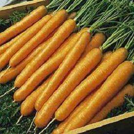 200 Carrot Tendersweet Seeds - Daucus carota subsp. sativus - Bulk Heirloom Vegetable Seeds