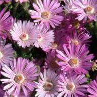Drosanthemum striatum - Robertson Vygie Seeds - Indigenous South African Succulents