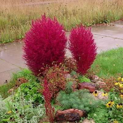 Kochia scoparia Seeds - Burning Bush, Mexican Fireweed or Summer Cypress - Annual Shrub