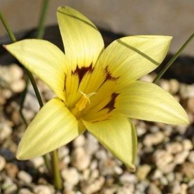 5 Romulea discifera Seeds - Indigenous South African Perennial Bulb Seeds - Worldwide Shipping