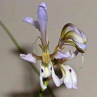 Babiana sinuata Seeds - Indigenous South African Bulb Seeds for Sale in South Africa