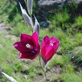 10 Dierama reynoldsii Seeds - Indigenous South African Native Perennial Bulb Seeds from Africa
