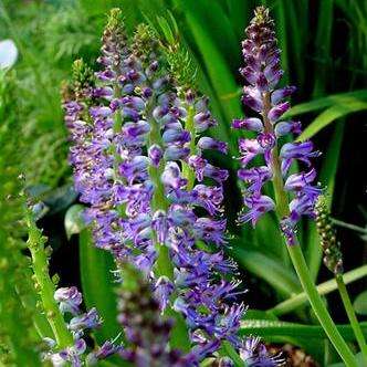 Lachenalia purpureo caerulea Seeds - Indigenous South African Bulbs Seeds