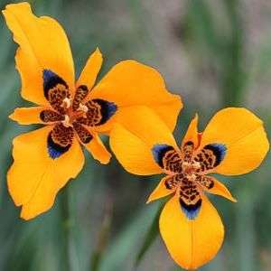 5 Moraea tulbaghensis Seeds - Sow Spring - Indigenous South African Perennial Bulb Seeds