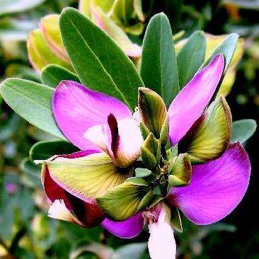 5 Polygala virgata Seeds - Purple broom; Persboom, Bloukappie - Indigenous South African Shrub