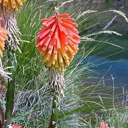 10 Kniphofia hirsuta Seeds - Sow Spring - Indigenous South African Bulbous Plant Seeds