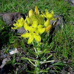 Bulbine narcissifolia Seeds - Sow Spring or Autumn - Indigenous South African Bulbs Seeds