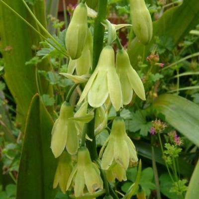 Galtonia regalis Seeds - Sow Autumn - Indigenous South African Bulbs Seeds
