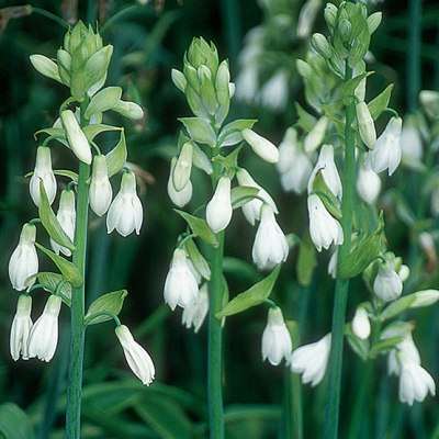 Galtonia candicans Seeds - Berg Lily, Summer Hyacinth, Cape Hyacinth - South African Bulb