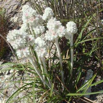 Cape Edelweiss Seeds - Lanaria lanata Seeds - Indigenous South African Perennial