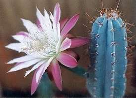 Cereus validus Seeds - Cereus forbesii Cactus Seeds - Succulents