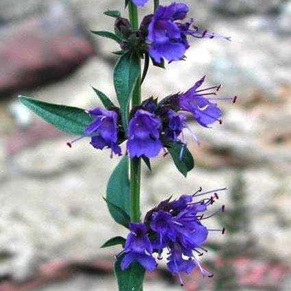 10+ Hyssop Seeds - Hyssopus officinalis - Culinary Medicinal Herbs - Perennial Edible Herb