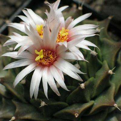 Obregonia denegrii Seeds - Artichoke Cactus - Strombocatus denegrii - Ethnobotanical