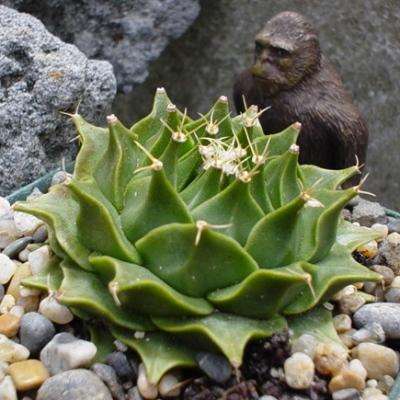 5 Obregonia denegrii Seeds - Artichoke Cactus - Strombocatus denegrii - Ethnobotanical