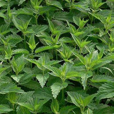 Stinging Nettle Seeds - Urtica dioica - Medicinal Culinary Herbs - Arthritis Herb