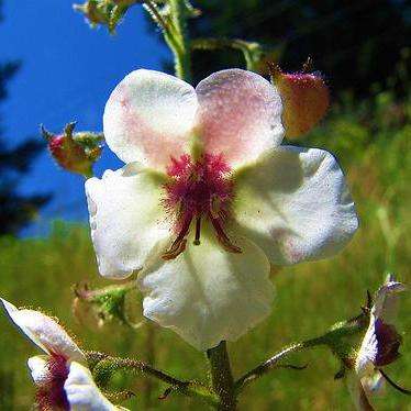 10 Moth Mullein Seeds - Verbascum blattaria - Medicinal Ethnobotanical - Herbs - Sedative