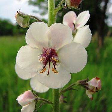 Moth Mullein Seeds - Verbascum blattaria - Medicinal Ethnobotanical - Herbs - Sedative